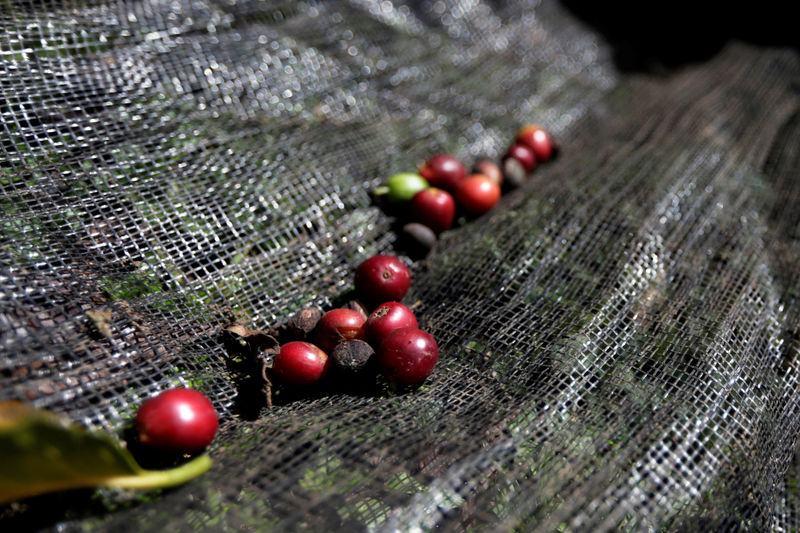 © Reuters. Coffee fruits are seen on a canvas in Chinchina