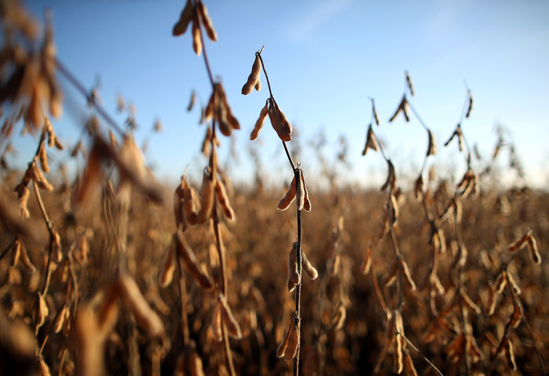 © Reuters. Soy plants are seen at a farm in Carlos Casares