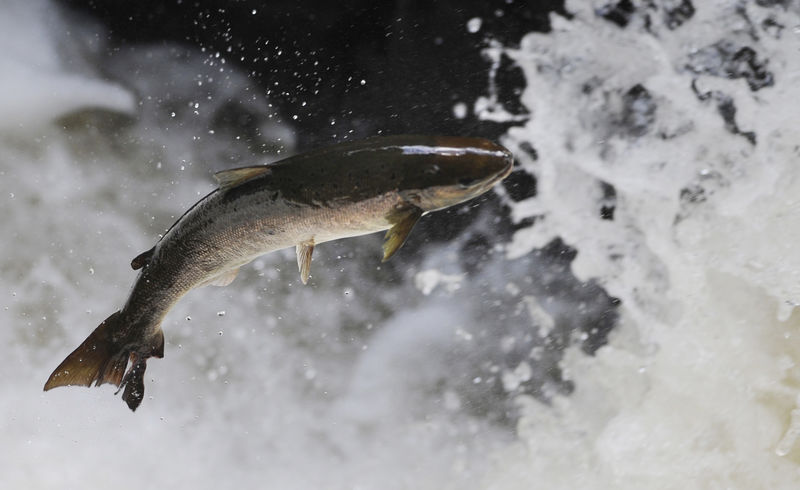© Reuters. A salmon attempts to leap rapids on the river Braan in Perthshire, Scotland