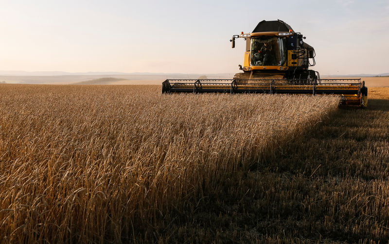 © Reuters. Комбайн убирает урожай пшеницы вблизи поселка Тальники Красноярского края