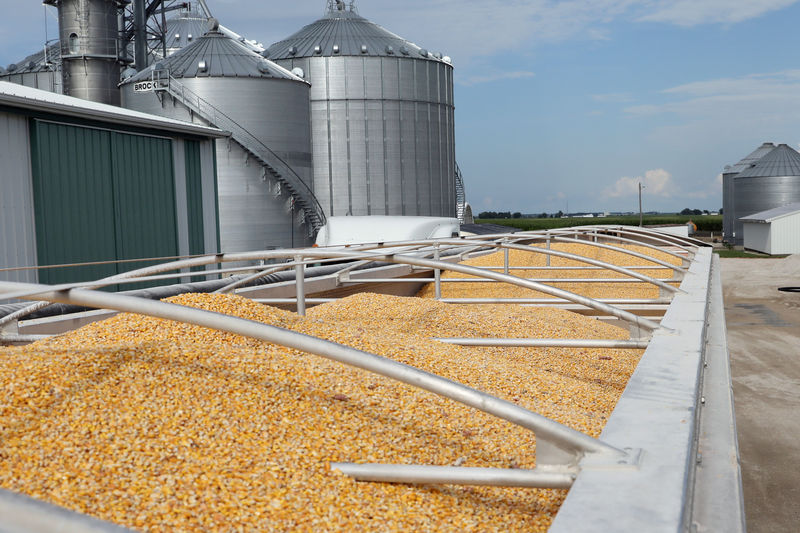 © Reuters. FILE PHOTO: Corn loaded in trucks at a farm near Grand Junction, Iowa