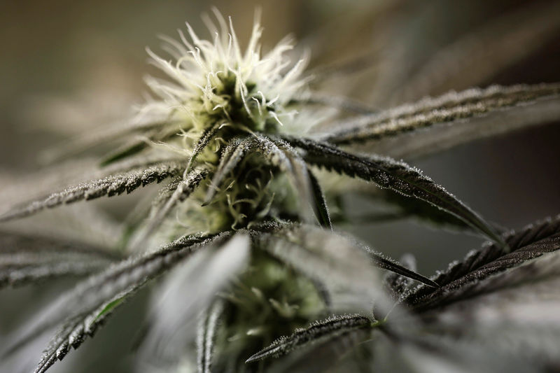 © Reuters. FILE PHOTO: Droplets of oil form on the surface of a marijuana plant at Tweed Marijuana Inc in Smith's Falls