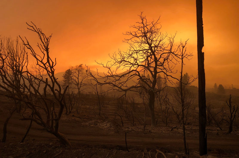 © Reuters. Incêndio florestal perto de Keswick, na Califórnia