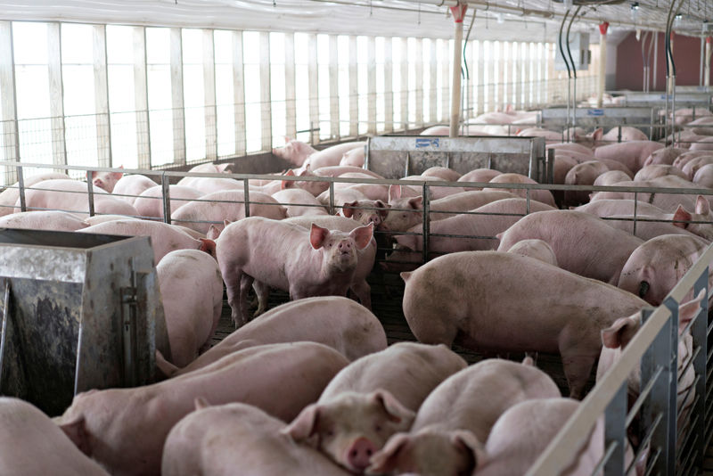 © Reuters. FILE PHOTO: Pigs nearing market weight stand in pens at Duncan Farms in Polo