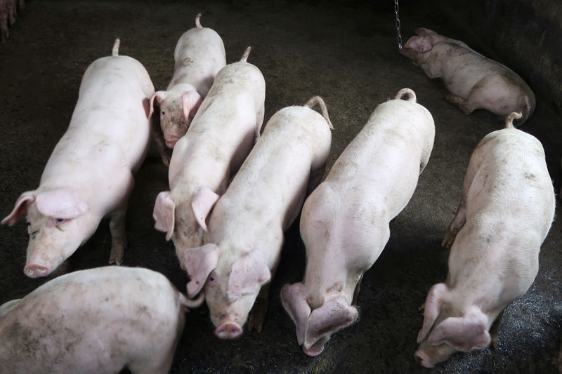 © Reuters. الصين تعلن رصد بؤرة جديدة لحمى الخنازير الأفريقية في تيانجين