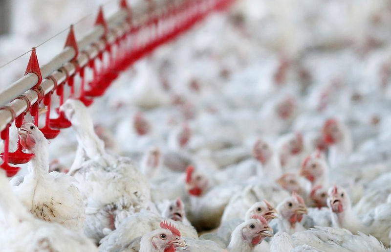 © Reuters. Galinhas em fazenda na cidade de Lapa, Paraná