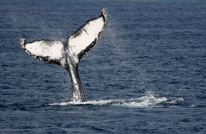 © Reuters. FILE PHOTO:  A humpback whale slaps its tail on the surface of the water off the shore of Okinawa