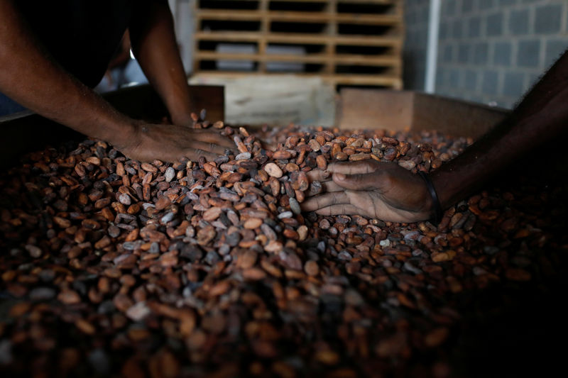 © Reuters. Workers sieve dried cocoa beans at a warehouse of cocoa trader Freddy Galindo in Barlovento