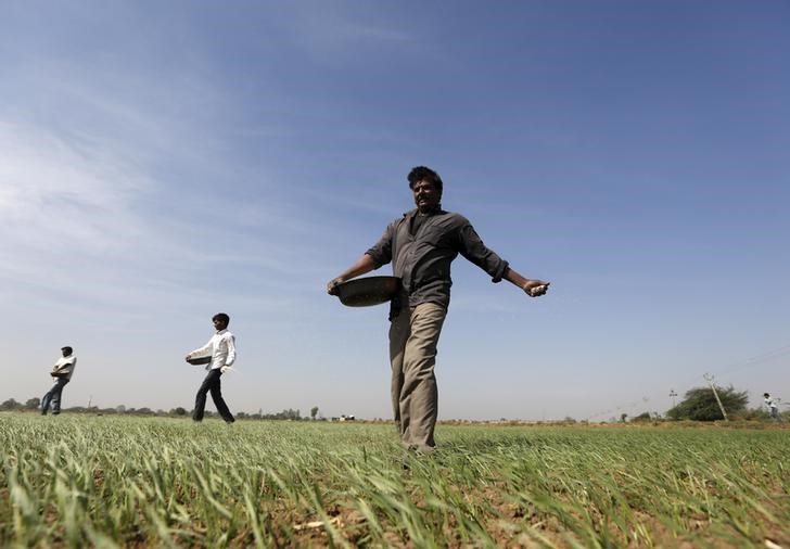 © Reuters. Farmers sprinkle fertilizer on a wheat field on the outskirts of Ahmedabad