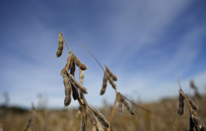 © Reuters. Soy beans are seen in a field waiting to be harvested in Minooka
