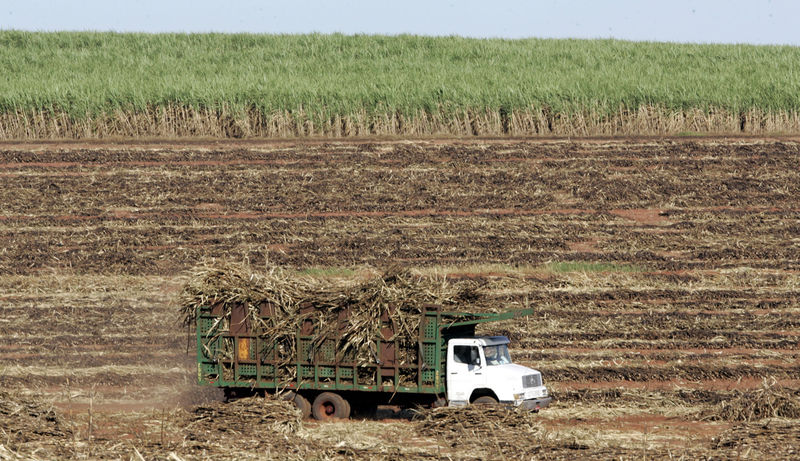 © Reuters. Plantação de cana no Estado do Paraná