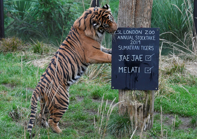 © Reuters. El Zoológico de Londres inicia su inventario anual de animales