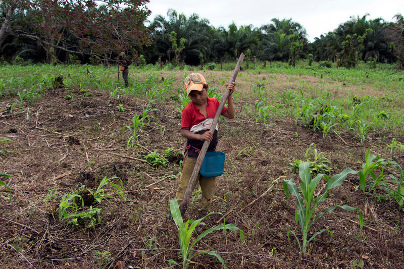 © Reuters. Imagen de archivo de Jorge Francisco Macz, un niño de 9 años, sembrando semillas de maíz cerca de una plantación de aceite de palma en San Antonio Secortez, perteneciente a la municipalidad de Raxruhá, Guatemala