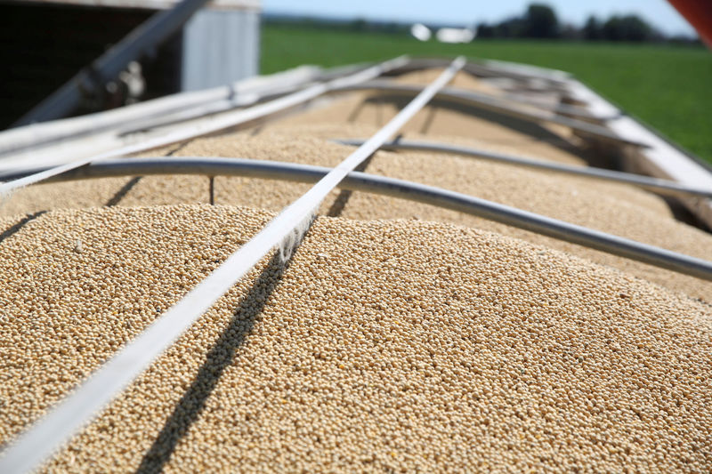 © Reuters. FILE PHOTO:    Soybeans fill a trailer at a farm in Buda, Illinois