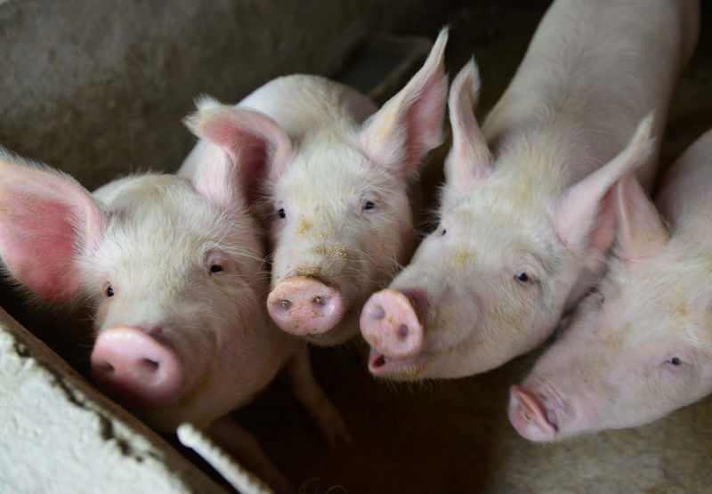 © Reuters. Porcos em fazenda de criação na China