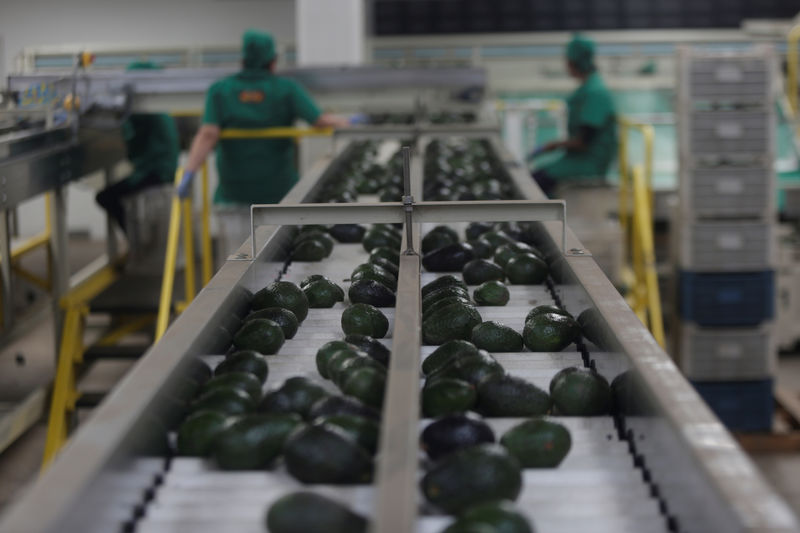 © Reuters. ¿Una Super Bowl sin guacamole? La escasez de gasolina en México hace peligrar el envío de aguacate a EEUU