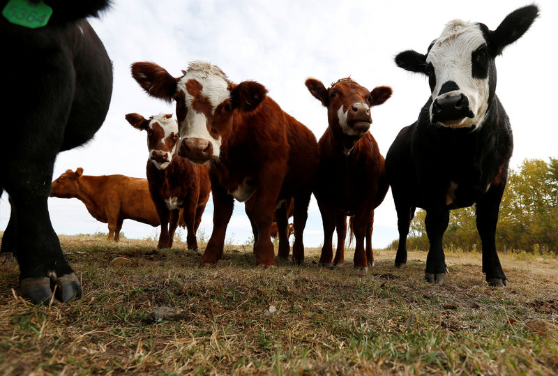 © Reuters. FILE PHOTO: Hereford Angus Cross cattle are pictured on the Bell L ranch near Airdrie, Alberta