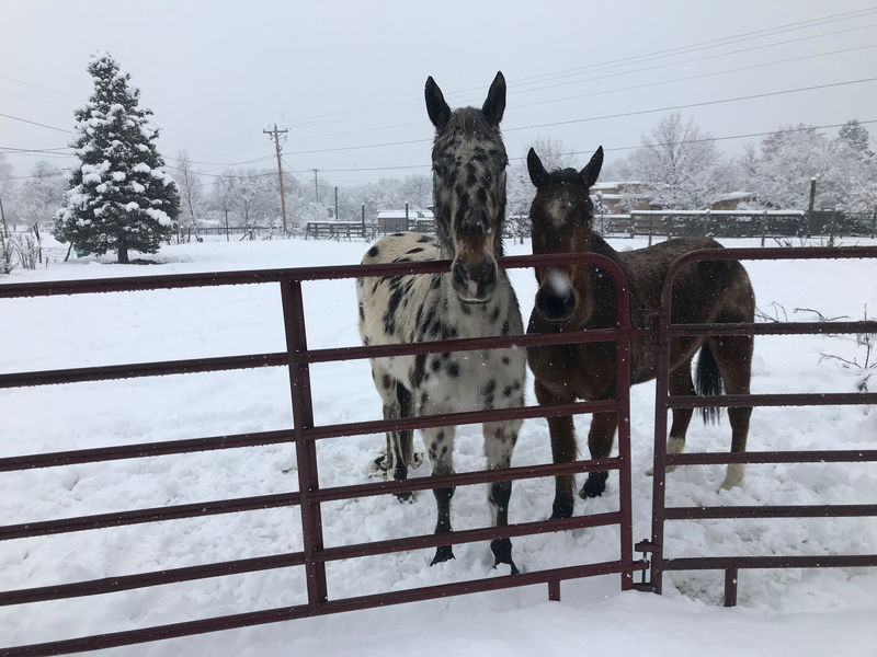 © Reuters. Horses stand over a major winter storm which dropped around 8 inches of snow in Taos New Mexico