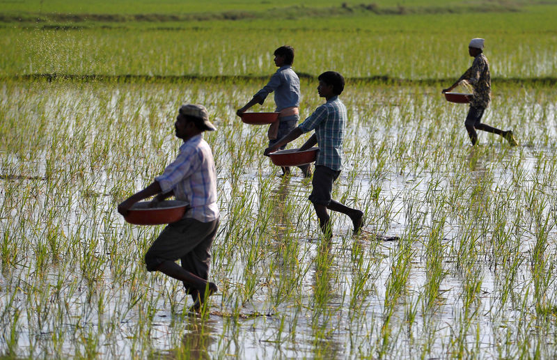 © Reuters. FILE PHOTO: Farmers sprinkle fertilisers on a paddy field on the outskirts of Ahmedabad