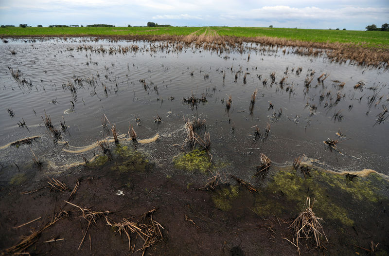 © Reuters. Lavoura de soja afetada por inundação perto de Norberto de la Riestra, na Argentina