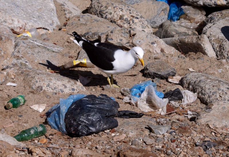 © Reuters. FILE PHOTO: A seagull searches for food between plastic waste on the coastal edge of a beach in Valparaiso
