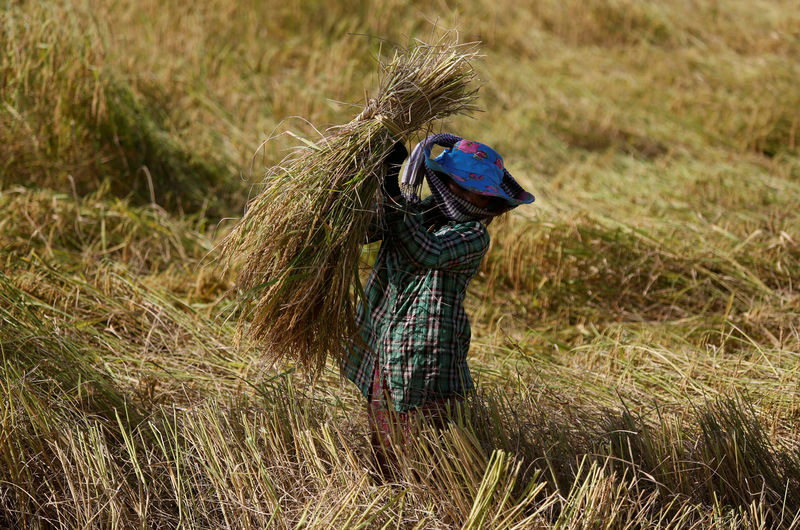 © Reuters. FILE PHOTO: A farmer works in a rice paddy field outside Phnom Penh