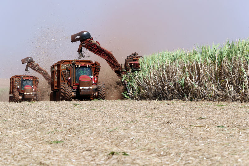 © Reuters. Colheita de cana-de-açúcar em Pradópolis, Brasil