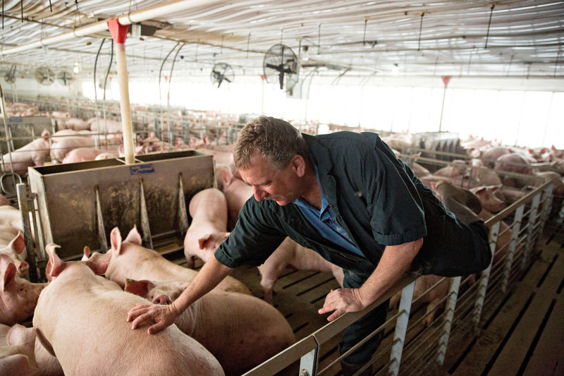 © Reuters. FILE PHOTO: Hog farmer Brian Duncan on his farm in Polo