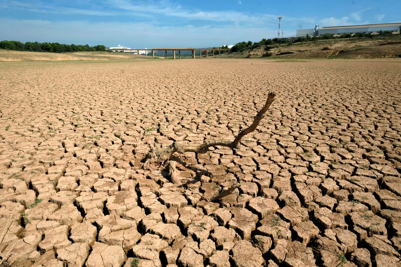 © Reuters. FILE PHOTO: The remains of a dead tree are pictured at the almost empty Maria Cristina water reservoir  during a severe drought near Castellon