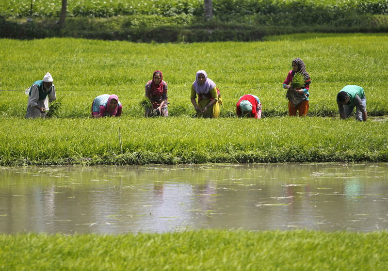 © Reuters. Farmers plant saplings in a rice field on the outskirts of Srinagar