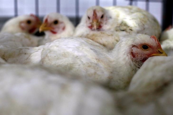 © Reuters. Chickens for sale are seen in cages in a shop in Sao Paulo