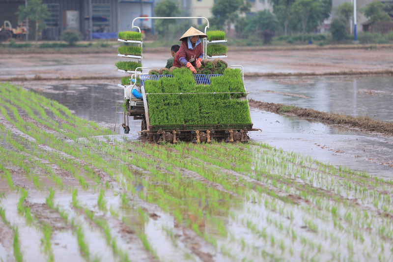 © Reuters. Farmers transplant rice seedlings with a rice transplanter at a paddy field in Hengyang