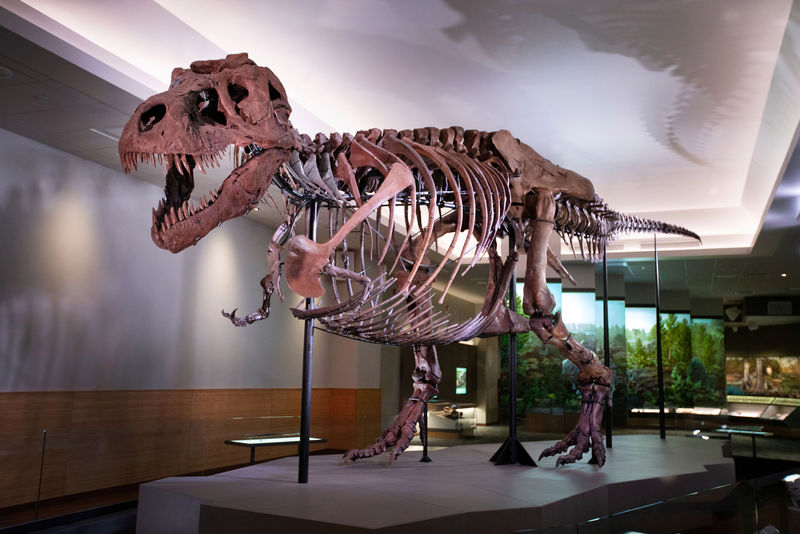 © Reuters. Fotografía distribuida del tiranosaurio rex llamado Sue en exhibición en el Field Museum en Chicago