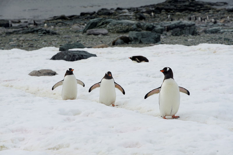 © Reuters. FOTO DE ARCHIVO: Pingüinos caminan por un sendero en la isla Danco