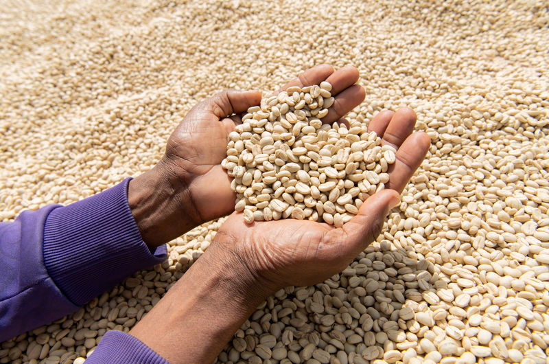 © Reuters. FILE PHOTO: A worker displays washed and fermented coffee beans as they dry on coffee beds at the Tilamo cooperative of Shebedino district in Sidama