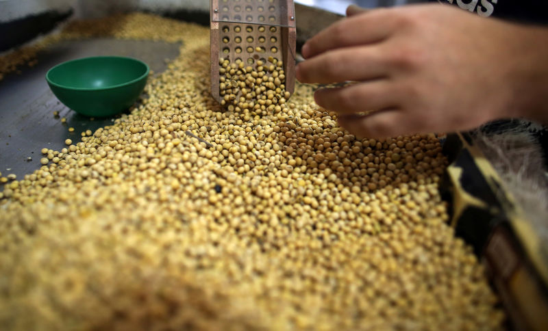 © Reuters. Grãos de soja em galpão de armazenamento