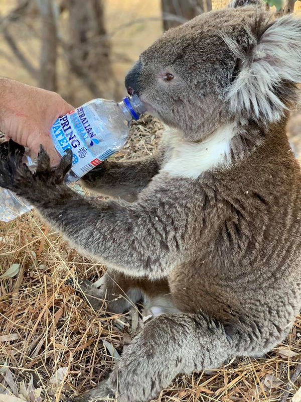 © Reuters. A koala drinks water from a bottle offered by a man in Adelaide