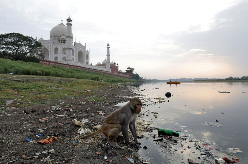 © Reuters. La policía del Taj Mahal se arma con tirachinas para frenar a los monos que acosan a los turistas