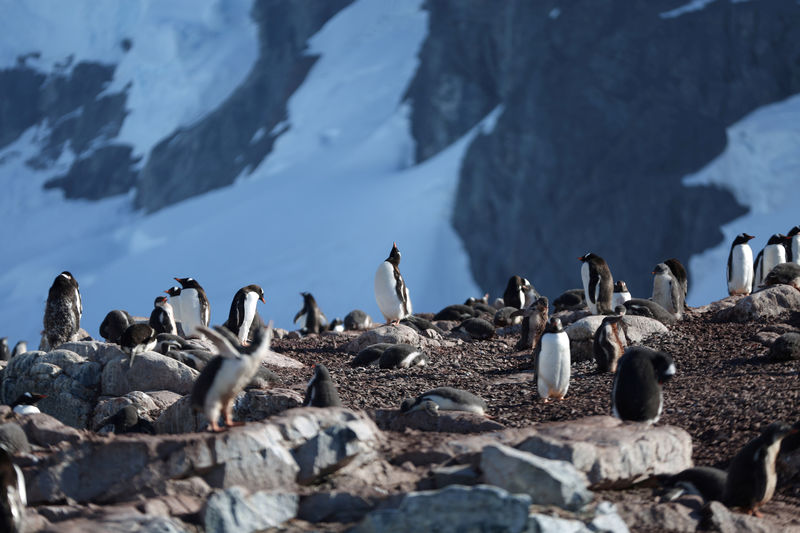 © Reuters. مع ارتفاع الحرارة في المناطق القطبية.. الثدييات تجد صعوبة في العثور على الغذاء