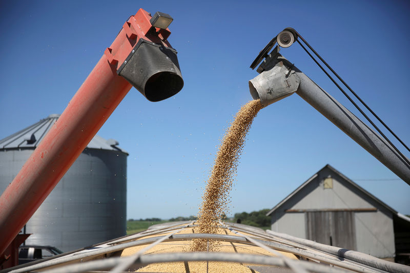 © Reuters. A trailer is filled with soybeans at a farm in Buda, Illinois