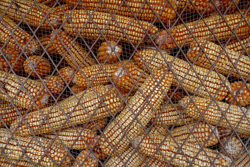 © Reuters. Corn, a key ingredient in animal feed, is seen stored inside a metal cage outside the home of pig farmer Zhang Haitao at a village in Changtu