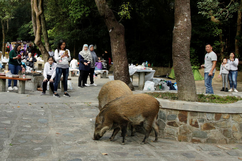 © Reuters. People look at wild boars foraging near barbecue pits at the Aberdeen Country Park in Hong Kong