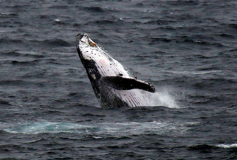 © Reuters. Recurren a drones para vigilar la salud de las ballenas