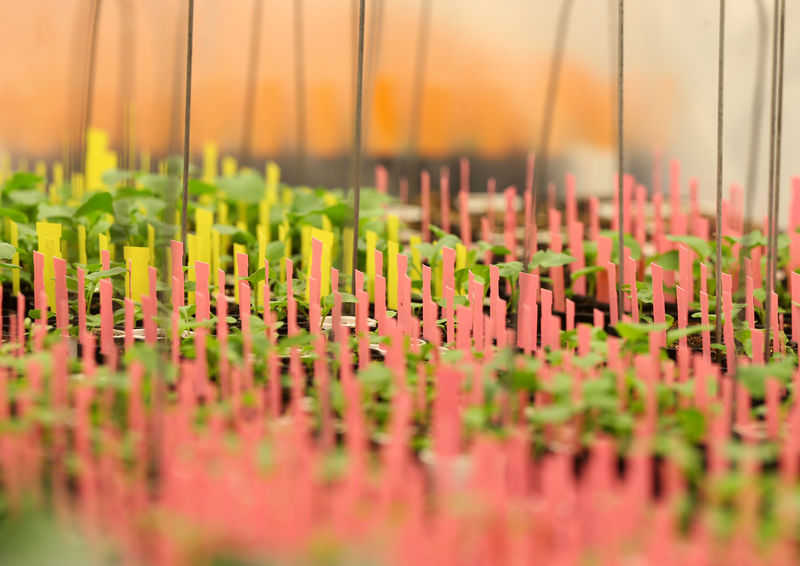 © Reuters. FILE PHOTO: Canola plants are marked with coloured strips in a growth room at Monsanto Canada's plant breeding centre in Winnipeg