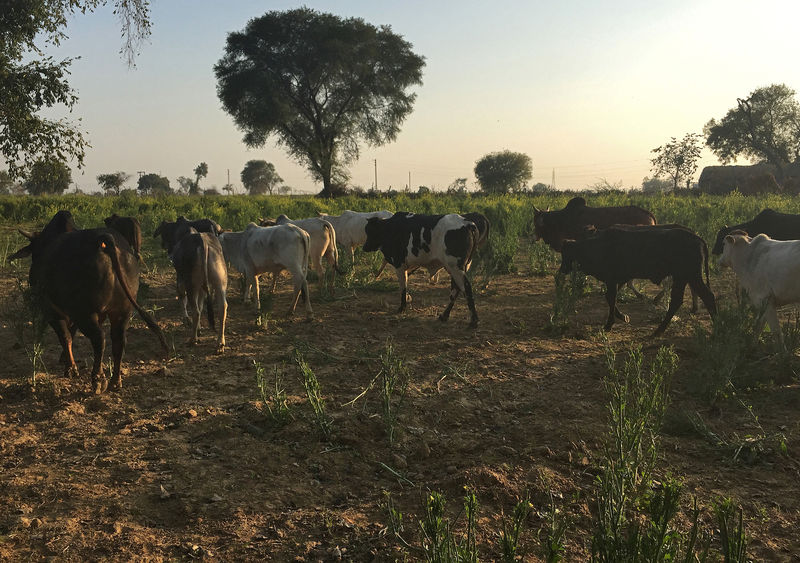 © Reuters. Stray cattle stroll in a mustard field in Mathura