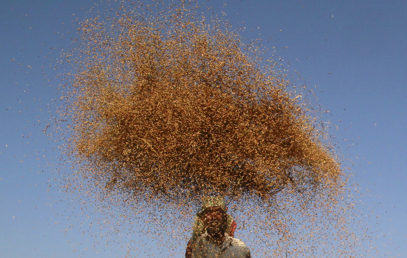 © Reuters. A farmer winnows paddy crops at a field on the outskirts of Agartala