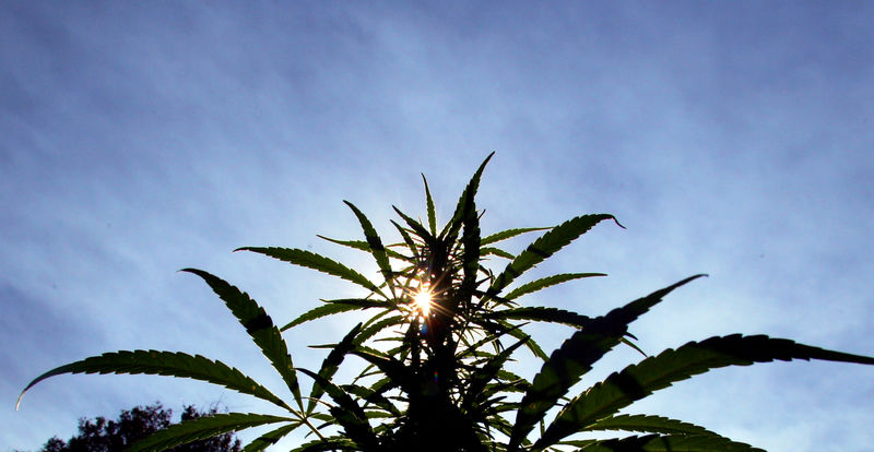 © Reuters. FILE PHOTO: The sun shines through the distinctive leave of a marijuana plant during a drug raid in the remote northern Lebombo mountains near Piggs Peak