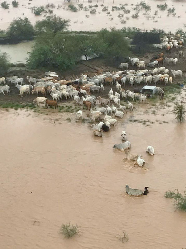 © Reuters. أستراليا تتوقع نفوق مئات الآلاف من رؤوس الماشية بسبب الفيضانات