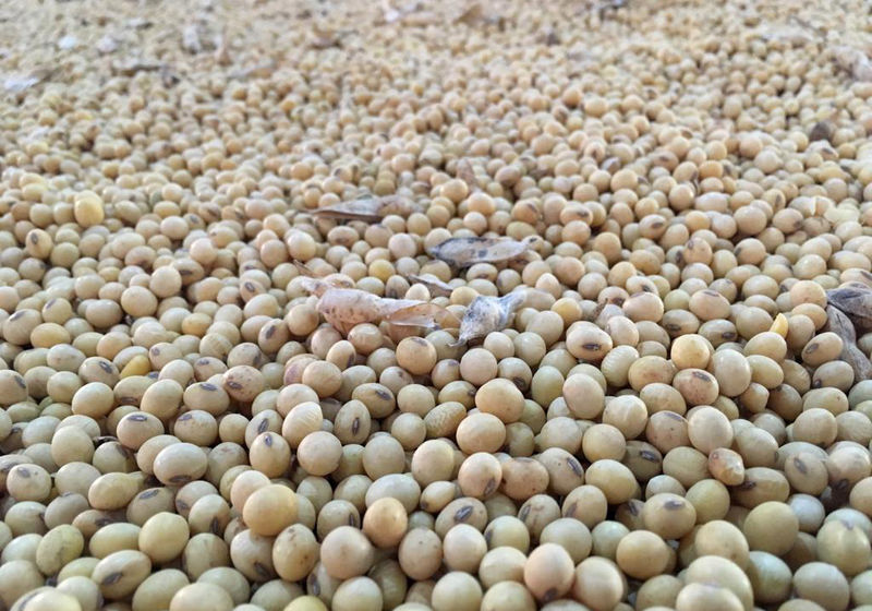 © Reuters. Soybeans stocks are seen in Rio Verde