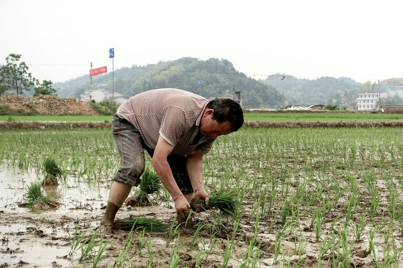 © Reuters. FILE PHOTO: Farmer plants seedlings at a field in Dongfeng village